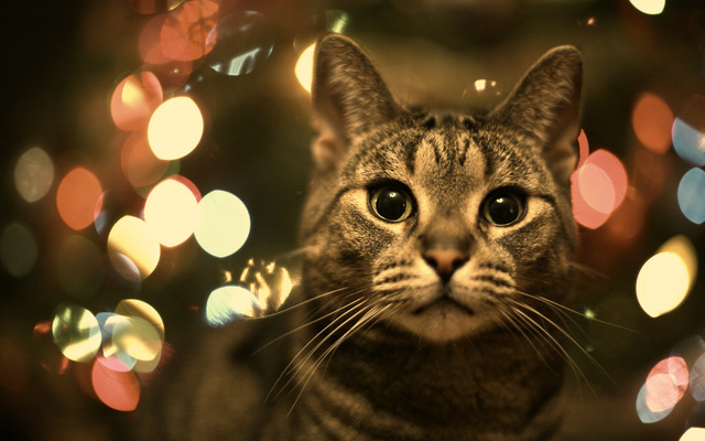 Christmas Cat