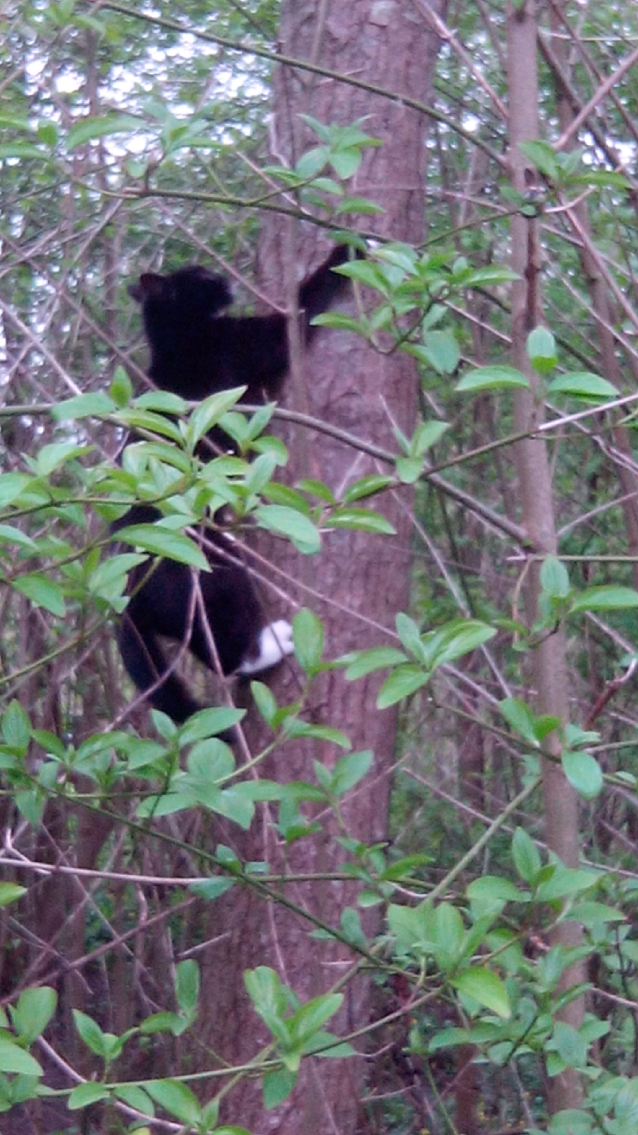 Muis in de boom