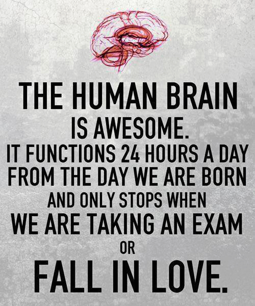 Human brain